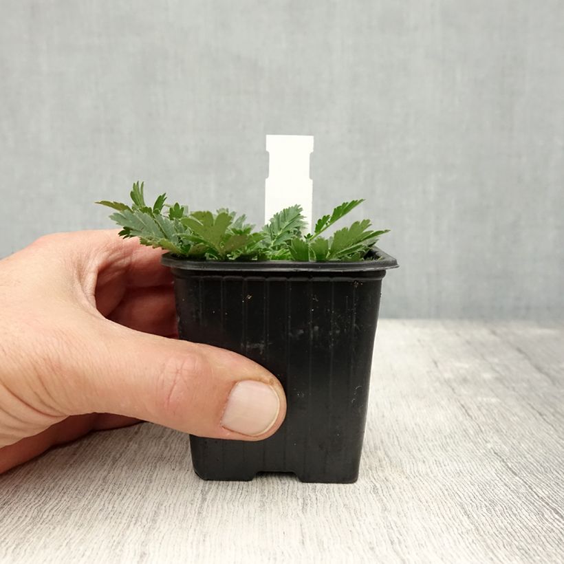 Exemplaar van Geum triflorum - Nagelkruid Kweekpotje van 8/9 cm zoals geleverd in de herfst