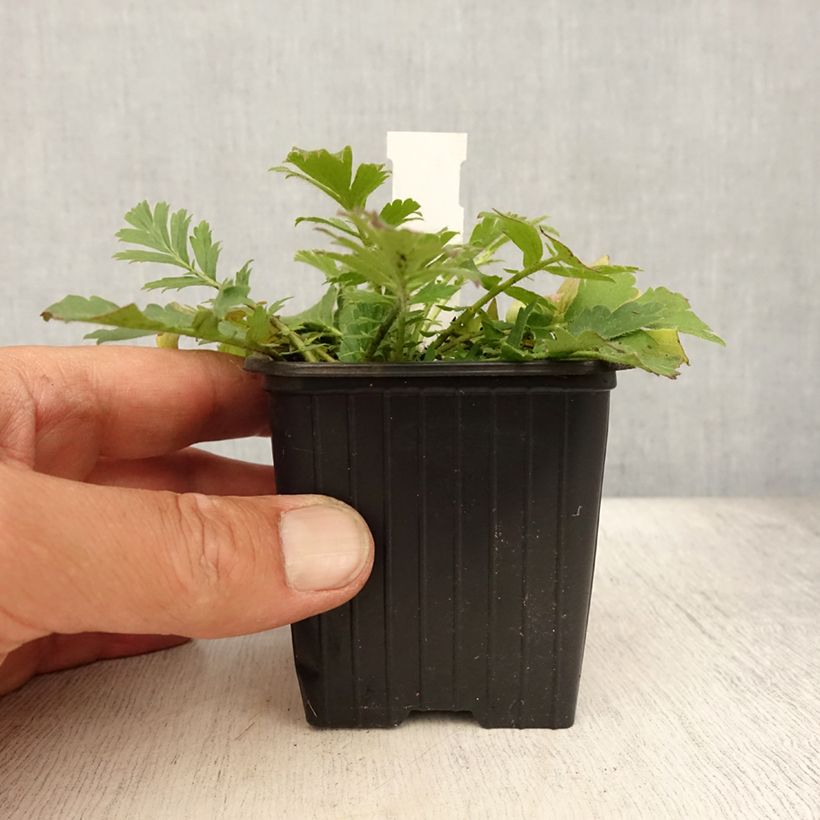 Exemplaar van Geum triflorum - Nagelkruid Kweekpotje van 8/9 cm zoals geleverd in de zomer