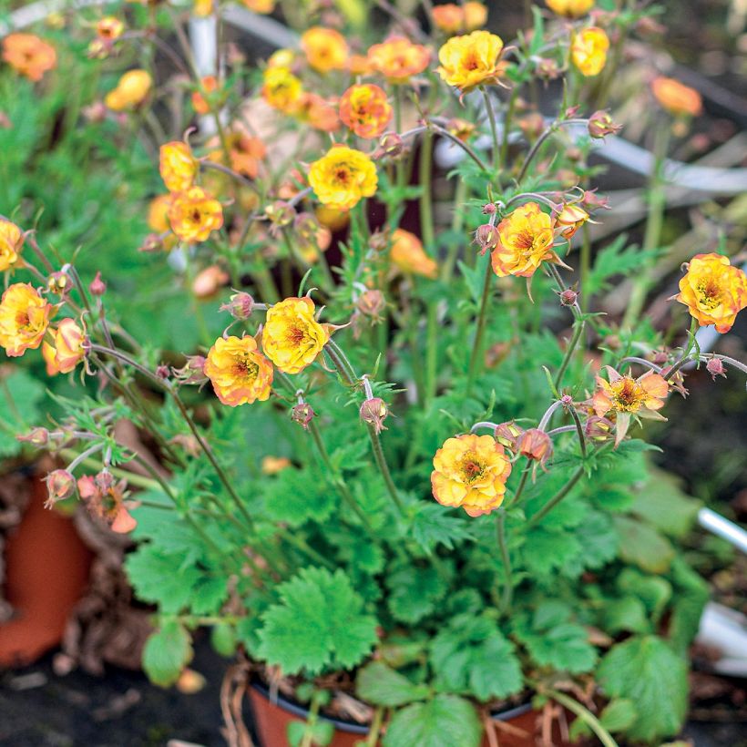 Geum Tutti Frutti - Nagelkruid (Groeiplaats)