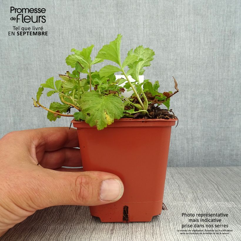 Exemplaar van Geum Tutti Frutti - Nagelkruid Kweekpotje van 8/9 cm zoals geleverd in de zomer