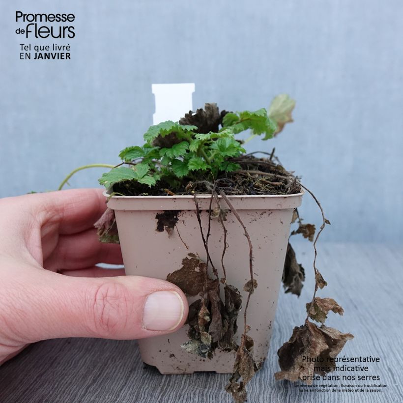 Example of Geum Tutti Frutti - Benoîte jaune orangé Kweekpotje van 8/9 cm as you get in hiver