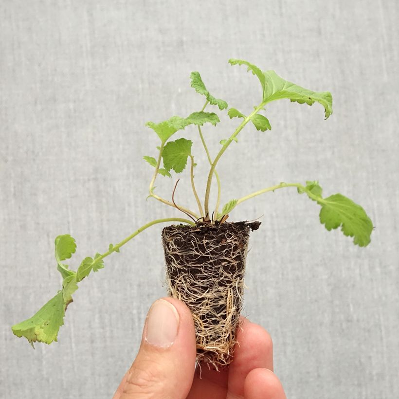 Example of Geum Tutti Frutti - Benoîte jaune orangé Mini-mot Ø 3/4 cm as you get in automne