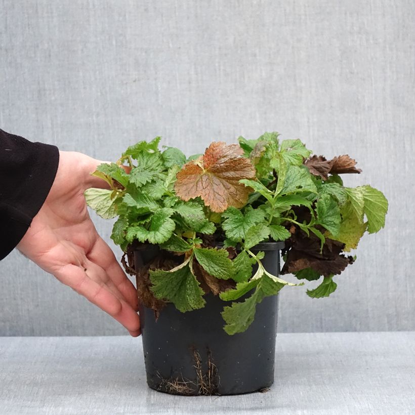 Example of Geum Tutti Frutti - Benoîte jaune orangé Pot van 2 l/3 l as you get in hiver