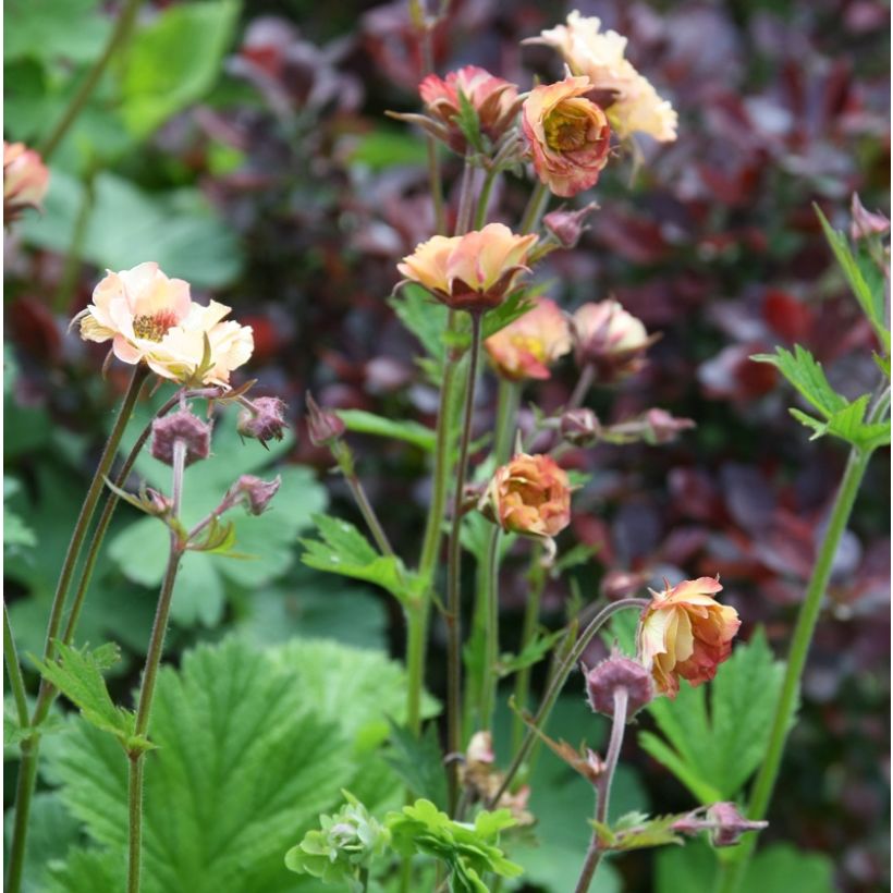 Geum Mai Tai - Knikkend nagelkruid (Plant habit)