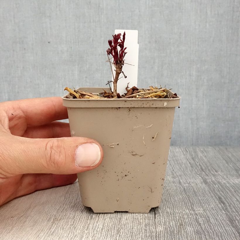 Exemplaar van Gillenia trifoliata Pink Profusion - Driebladige braakwortelspirea Kweekpotje van 8/9 cm zoals geleverd in de lente