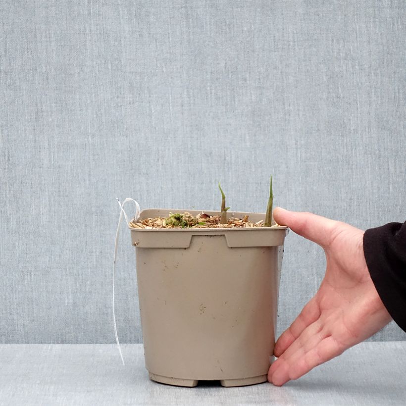 Exemplaar van Zingiber mioga Dancing Crane - Japanse gember Pot van 3 l/4 l zoals geleverd in de lente