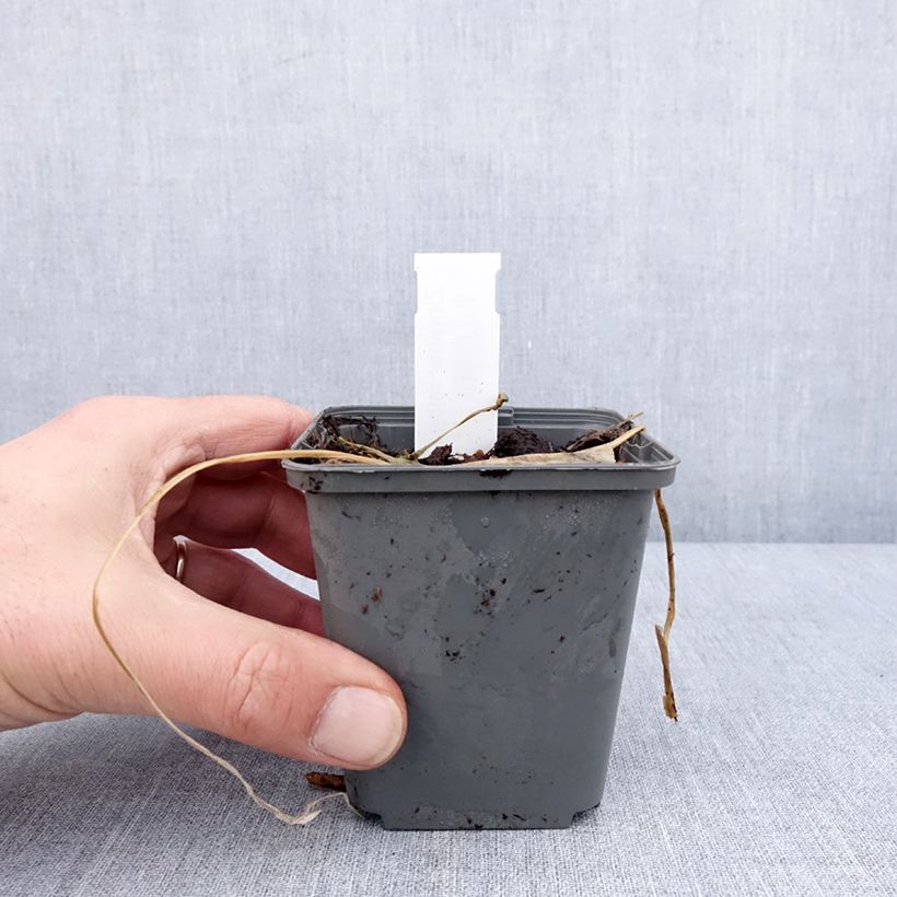 Exemplaar van Gingembre japonais - Zingiber mioga Godet de 8/9 cm zoals geleverd in de winter