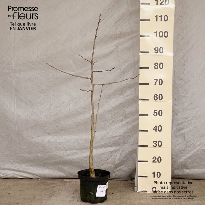Example of Ginkgo biloba Blagon - Arbre aux quarante écus  Pot van 7,5 l/10 l as you get in hiver