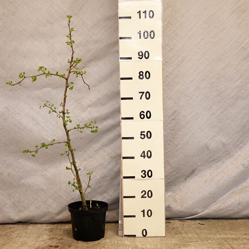 Exemplaar van Ginkgo biloba Blagon - Japanse notenboom Pot van 7,5 l/10 l zoals geleverd in de lente