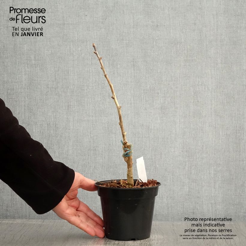 Example of Ginkgo biloba Blagon - Arbre aux quarante écus  Pot van 1,5 l/2 l as you get in hiver