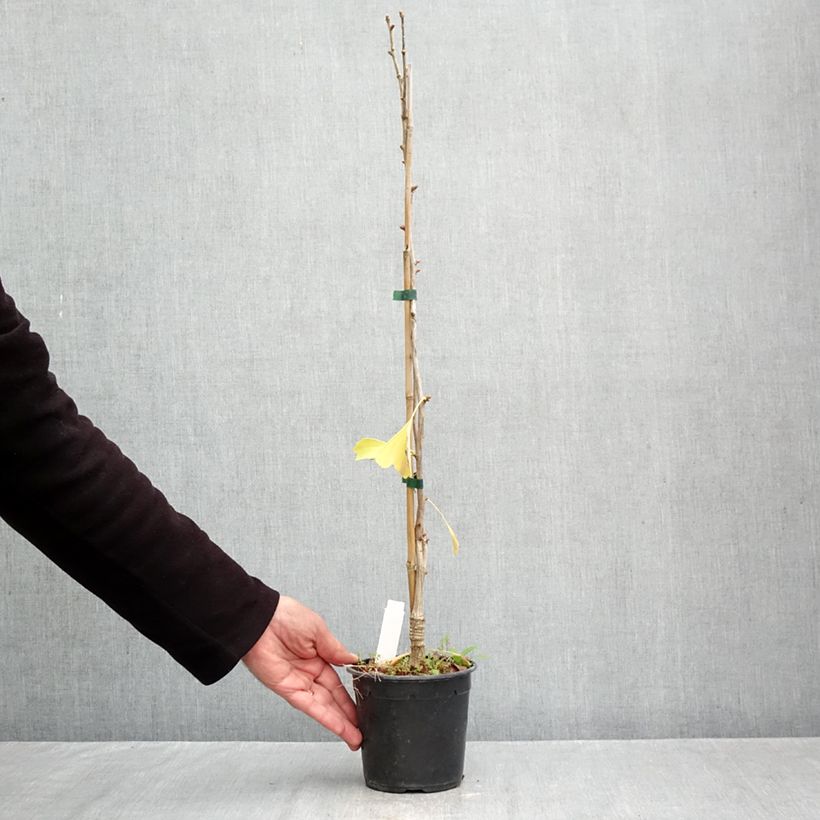 Exemplaar van Ginkgo biloba Blagon - Japanse notenboom Pot van 1 l/1,5 l zoals geleverd in de herfst