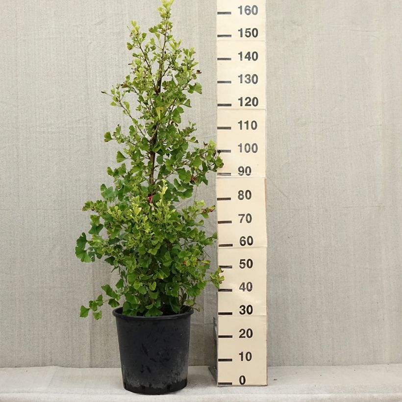 Exemplaar van Ginkgo biloba Eiffel - Japanse notenboom Pot de 30L/35L zoals geleverd in de zomer