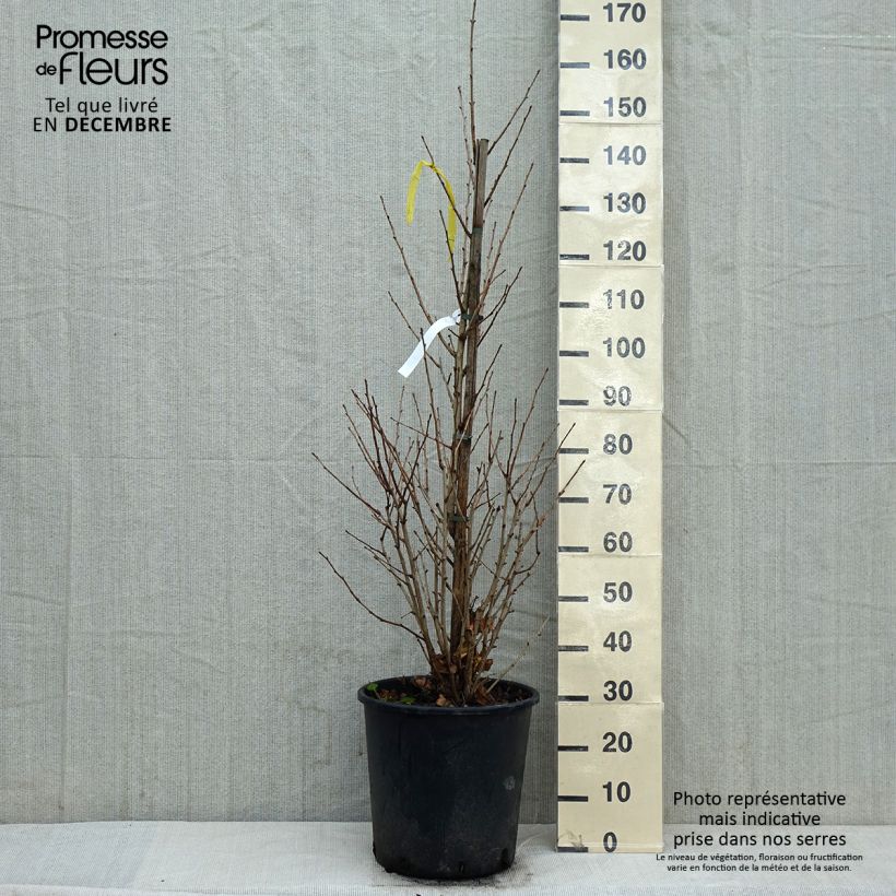 Example of Ginkgo biloba Eiffel Pot de 30L/35L as you get in hiver