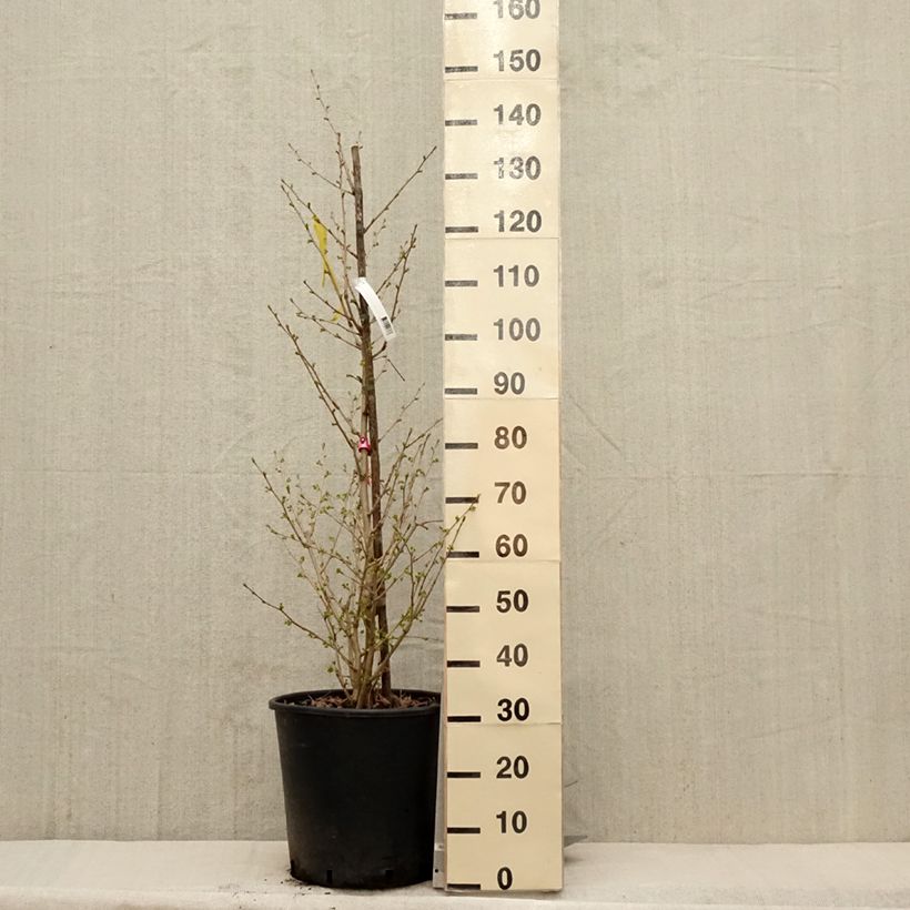 Exemplaar van Ginkgo biloba Eiffel - Japanse notenboom Pot de 30L/35L zoals geleverd in de lente