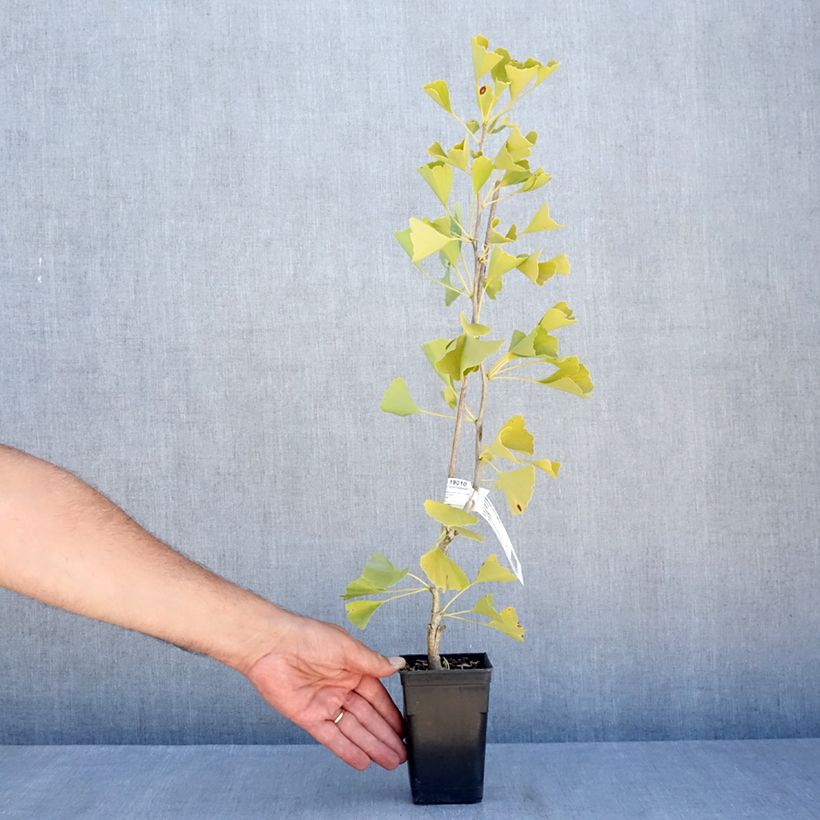 Exemplaar van Ginkgo biloba fastigiata Gold Flame - Japanse notenboom Pot van 1 l/1,5 l zoals geleverd in de zomer