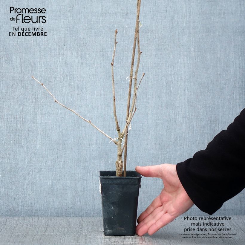 Exemplaar van Ginkgo biloba fastigiata Gold Flame - Japanse notenboom Pot van 1 l/1,5 l zoals geleverd in de herfst