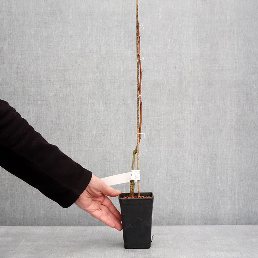 Example of Ginkgo biloba fastigiata Gold Flame - Japanse notenboom Pot van 1 l/1,5 l as you get in hiver