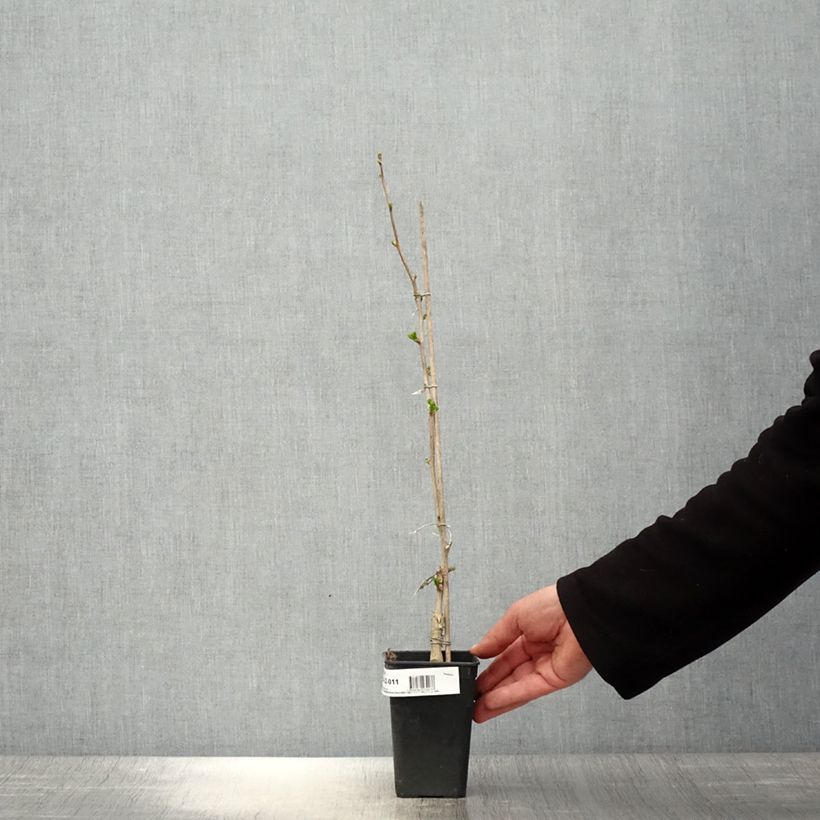 Exemplaar van Ginkgo biloba fastigiata Gold Flame - Japanse notenboom Pot van 1 l/1,5 l zoals geleverd in de lente