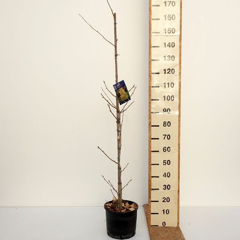 Exemplaar van Ginkgo biloba fastigiata Gold Flame - Japanse notenboom Pot van 7,5 l/10 l zoals geleverd in de herfst