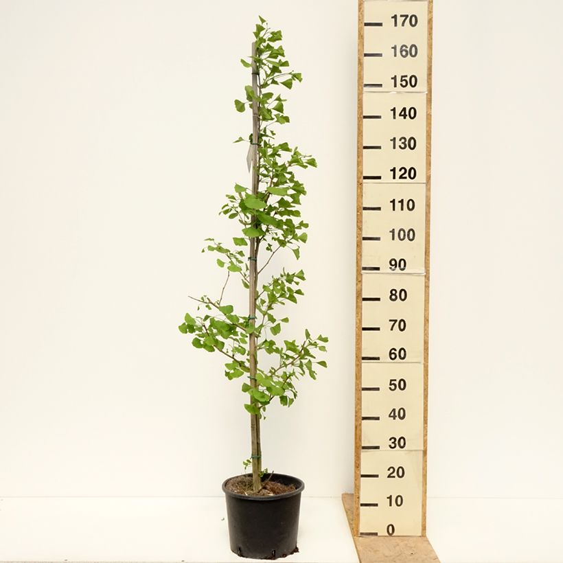 Example of Ginkgo biloba fastigiata Gold Flame - Japanse notenboom Pot van 7,5 l/10 l as you get in printemps