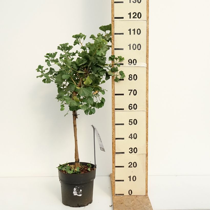 Exemplaar van Ginkgo biloba Mariken - Japanse notenboom Pot van 7,5 l/10 l, Stengel zoals geleverd in de zomer