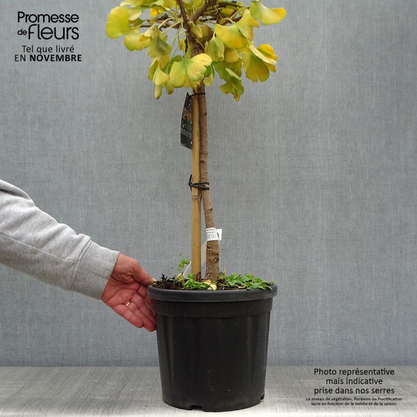 Exemplaar van Ginkgo biloba Mariken - Japanse notenboom Pot van 7,5 l/10 l, Stengel zoals geleverd in de herfst