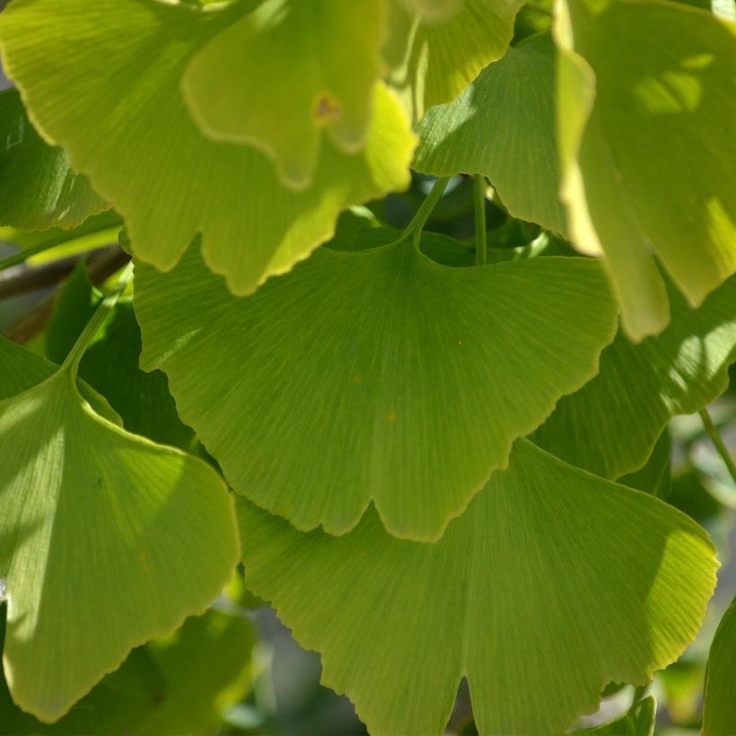 Ginkgo biloba - Japanse notenboom (Foliage)