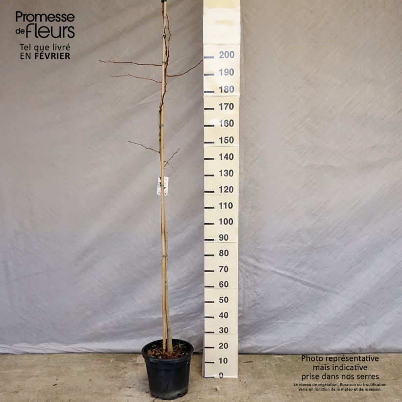 Example of Ginkgo biloba - Arbre aux quarante écus Pot van 7,5 l/10 l as you get in hiver