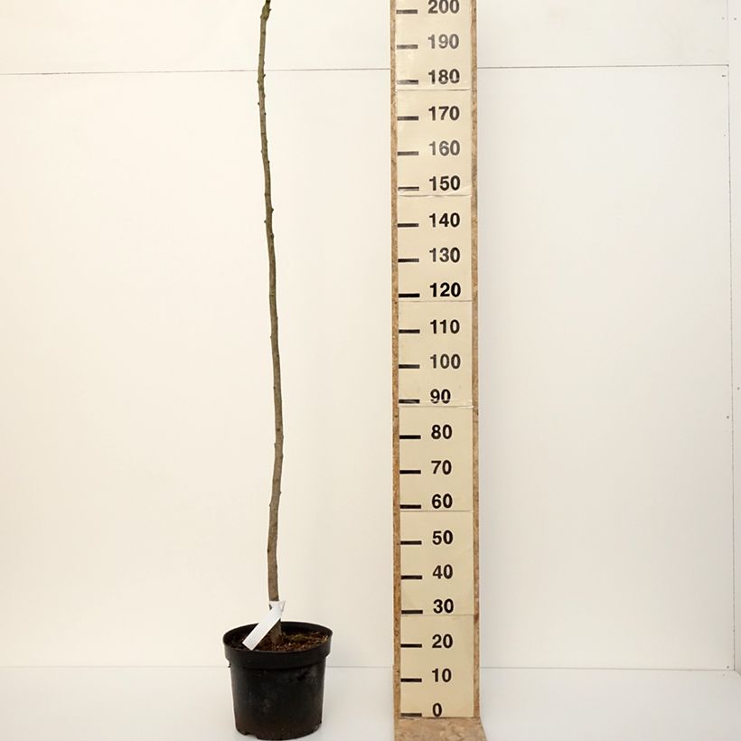 Example of Ginkgo biloba Pendula - Arbre aux quarante écus Pot van 12 l/15 l as you get in hiver
