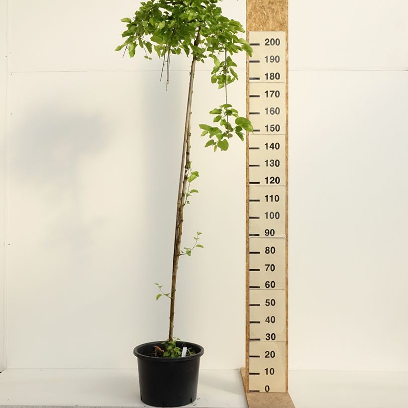 Exemplaar van Ginkgo biloba Pendula - Japanse notenboom Pot van 12 l/15 l, Stengel zoals geleverd in de lente