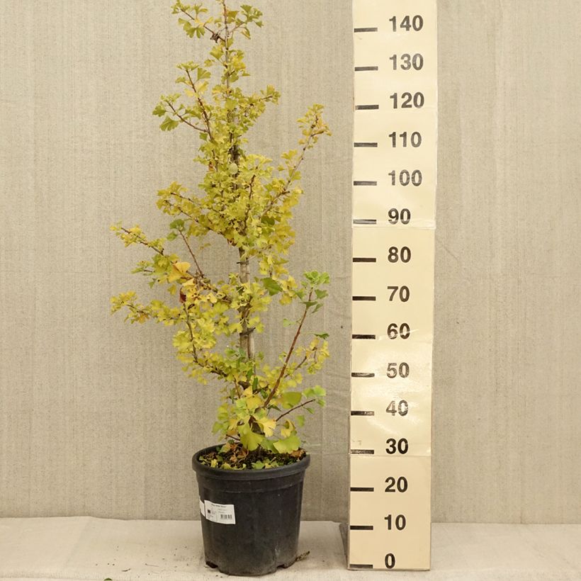 Exemplaar van Ginkgo biloba Simon - Japanse notenboom Pot van 18 l/20 l zoals geleverd in de herfst