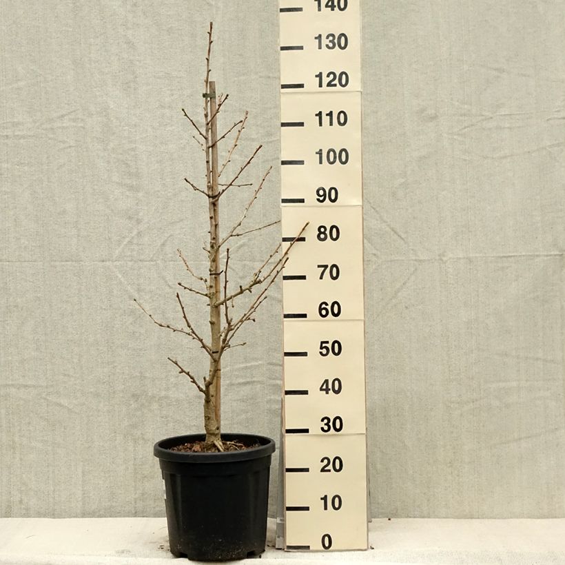 Exemplaar van Ginkgo biloba Simon - Japanse notenboom Pot van 18 l/20 l zoals geleverd in de lente