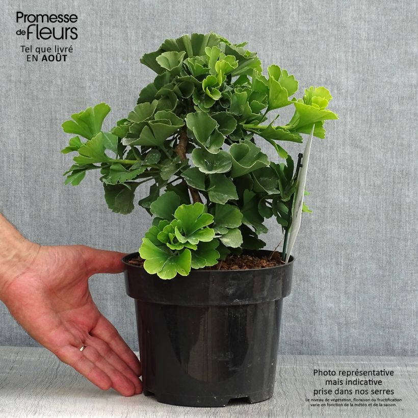 Exemplaar van Ginkgo biloba Troll - Japanse notenboom Pot van 2 l/3 l zoals geleverd in de zomer