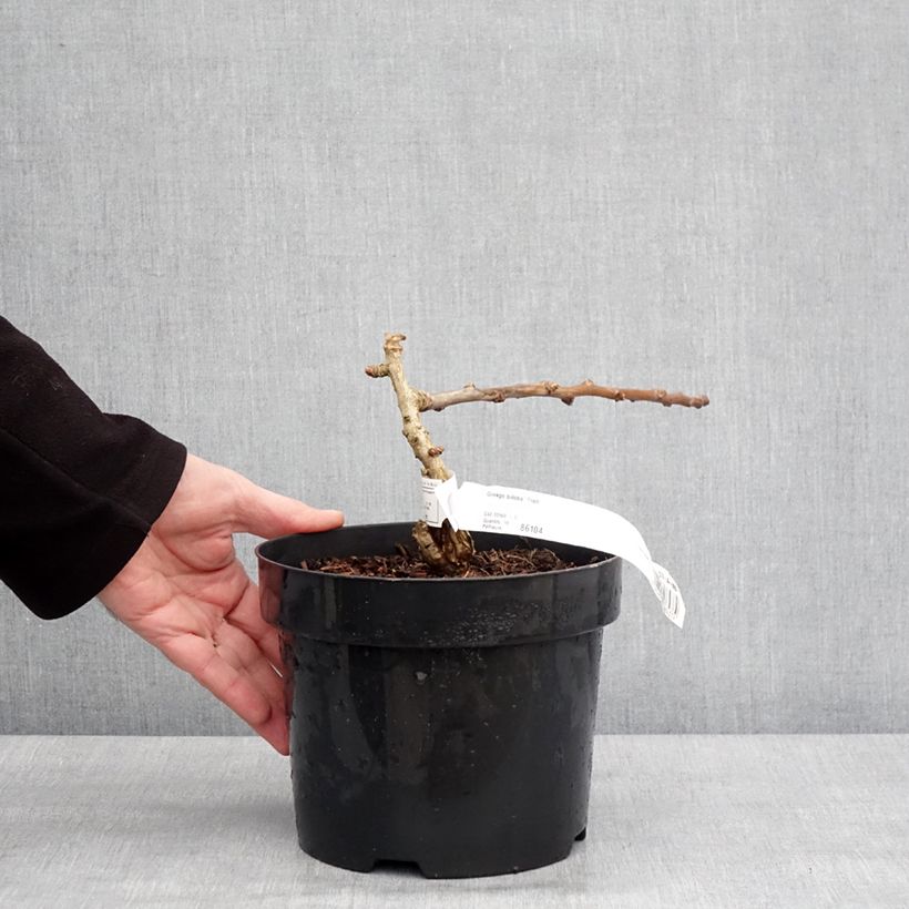 Exemplaar van Ginkgo biloba Troll - Japanse notenboom Pot van 2 l/3 l zoals geleverd in de winter