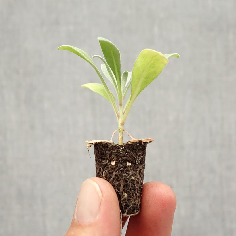 Example of Giroflée quarantaine Heritage Scarlet Mini-mot Ø 1,5/2,5 cm as you get in automne