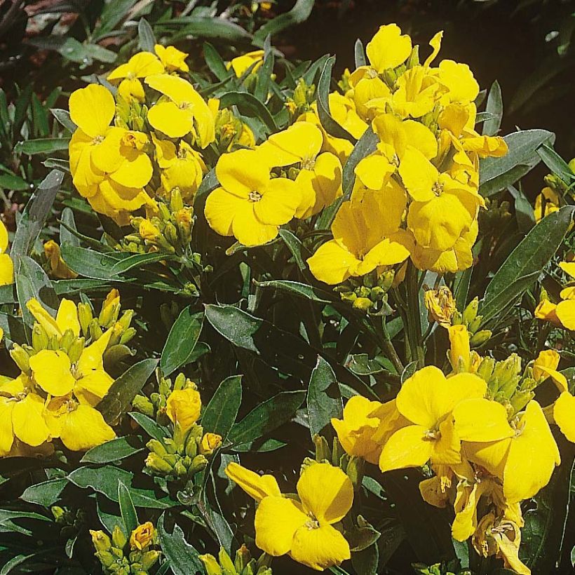 Erysimum cheiri Cloth of Gold (plugplanten) – Muurbloem (Bloei)
