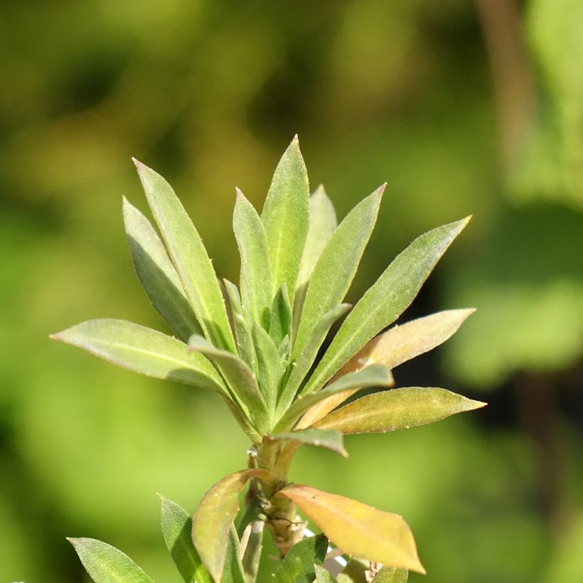 Erysimum cheiri Colour Vibe Orange – Muurbloem (Blad)