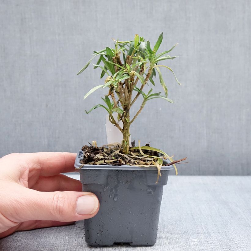 Example of Giroflée vivace - Erysimum Colour Vibe Orange Kweekpotje van 8/9 cm as you get in hiver