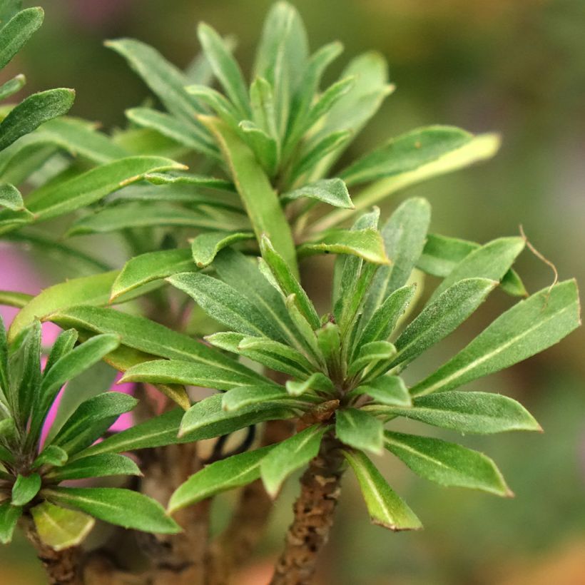 Erysimum cheiri Colour Vibe Purple – Muurbloem (Blad)