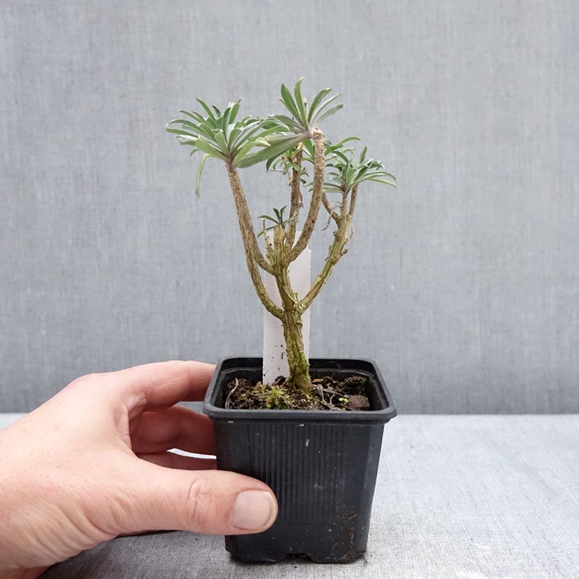 Example of Giroflée vivace - Erysimum Colour Vibe Purple Kweekpotje van 8/9 cm as you get in hiver