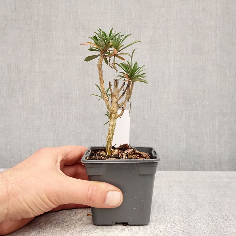Exemplaar van Erysimum cheiri Colour Vibe Purple – Muurbloem Kweekpotje van 8/9 cm zoals geleverd in de lente