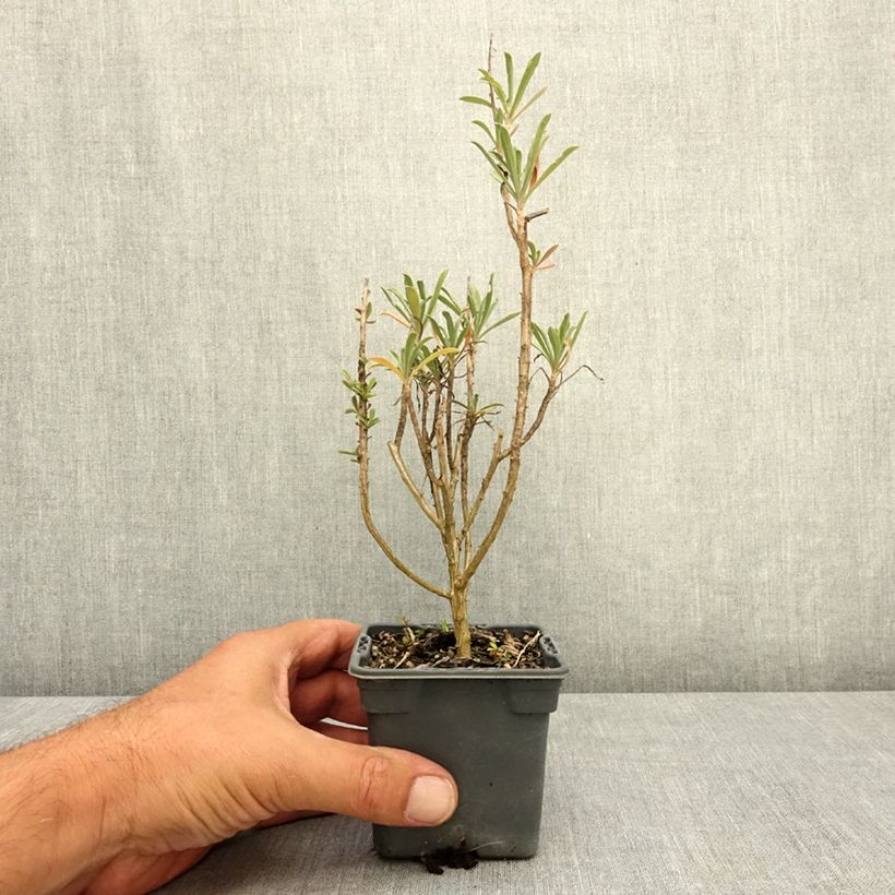 Exemplaar van Erysimum cheiri Colour Vibe Rood – Muurbloem Kweekpotje van 8/9 cm zoals geleverd in de zomer