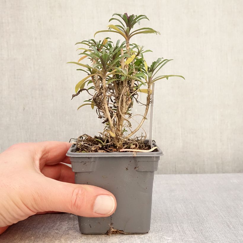 Exemplaar van Erysimum cheiri Colour Vibe Rood – Muurbloem Kweekpotje van 8/9 cm zoals geleverd in de winter