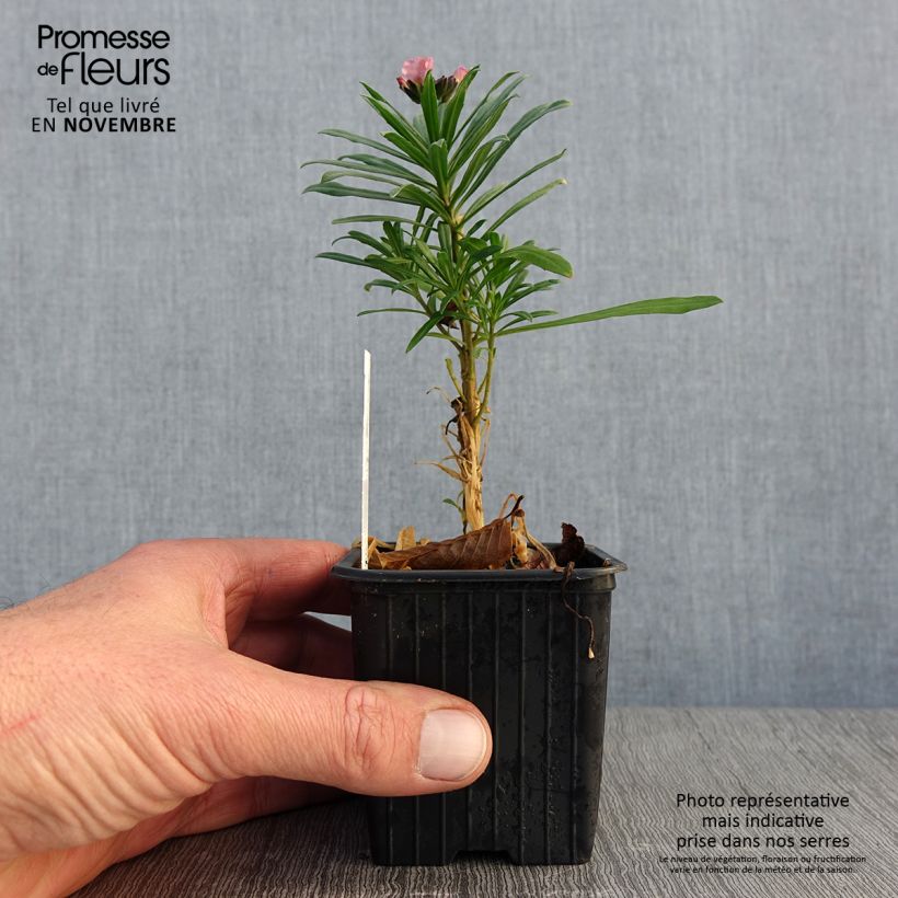 Exemplaar van Erysimum Poem Lavender – Muurbloem Kweekpotje van 8/9 cm zoals geleverd in de herfst