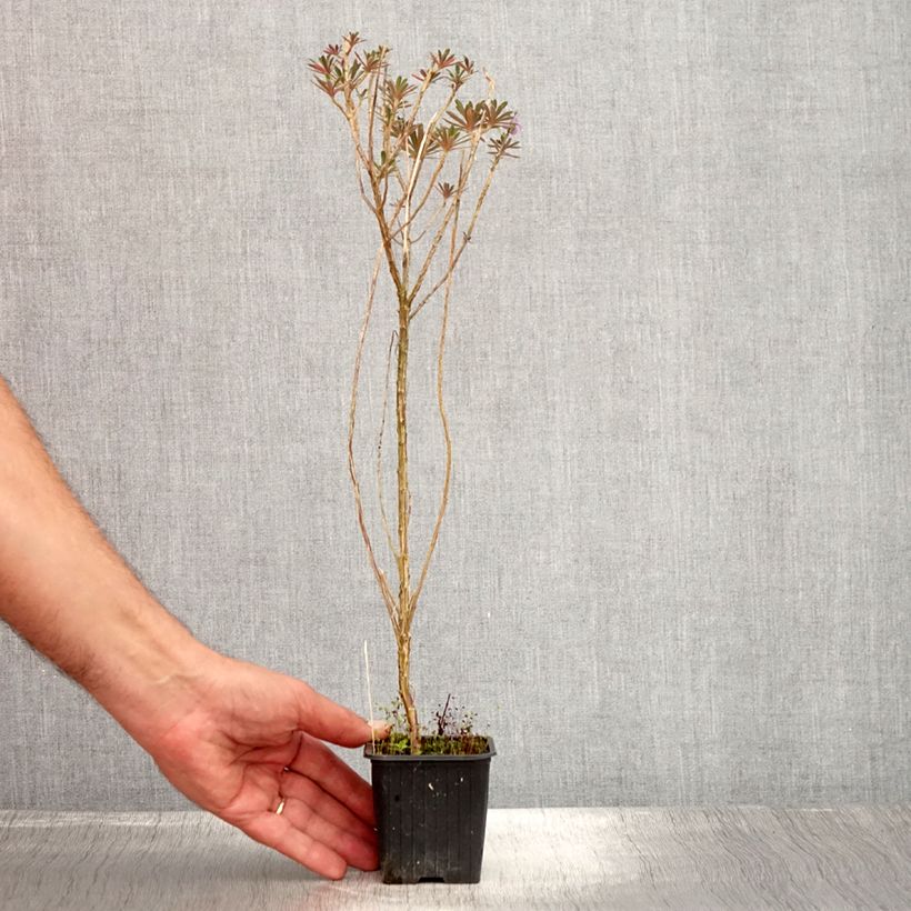 Exemplaar van Erysimum Poem Lavender – Muurbloem Kweekpotje van 8/9 cm zoals geleverd in de zomer