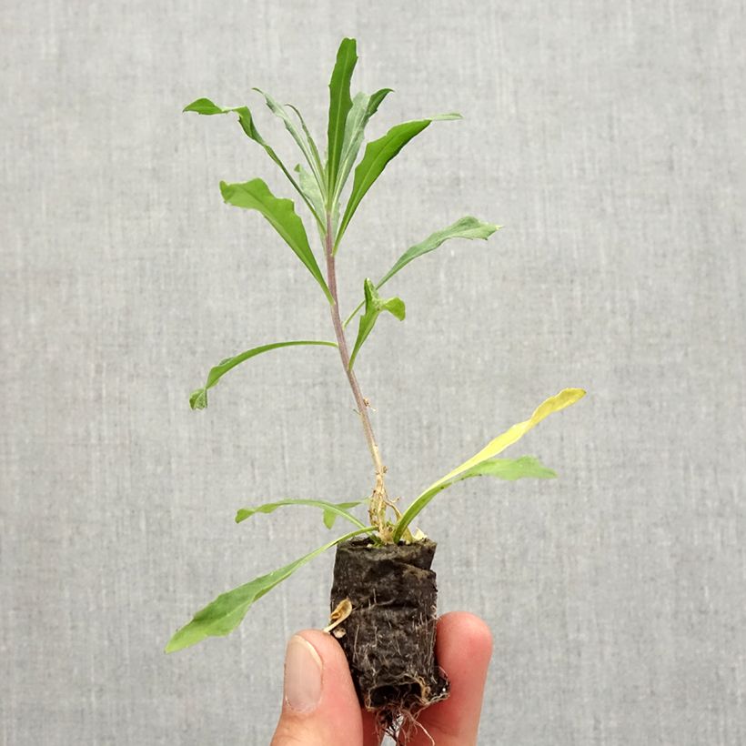 Exemplaar van Erysimum Poem Lilac – Muurbloem Mini-mot Ø 3/4 cm zoals geleverd in de herfst