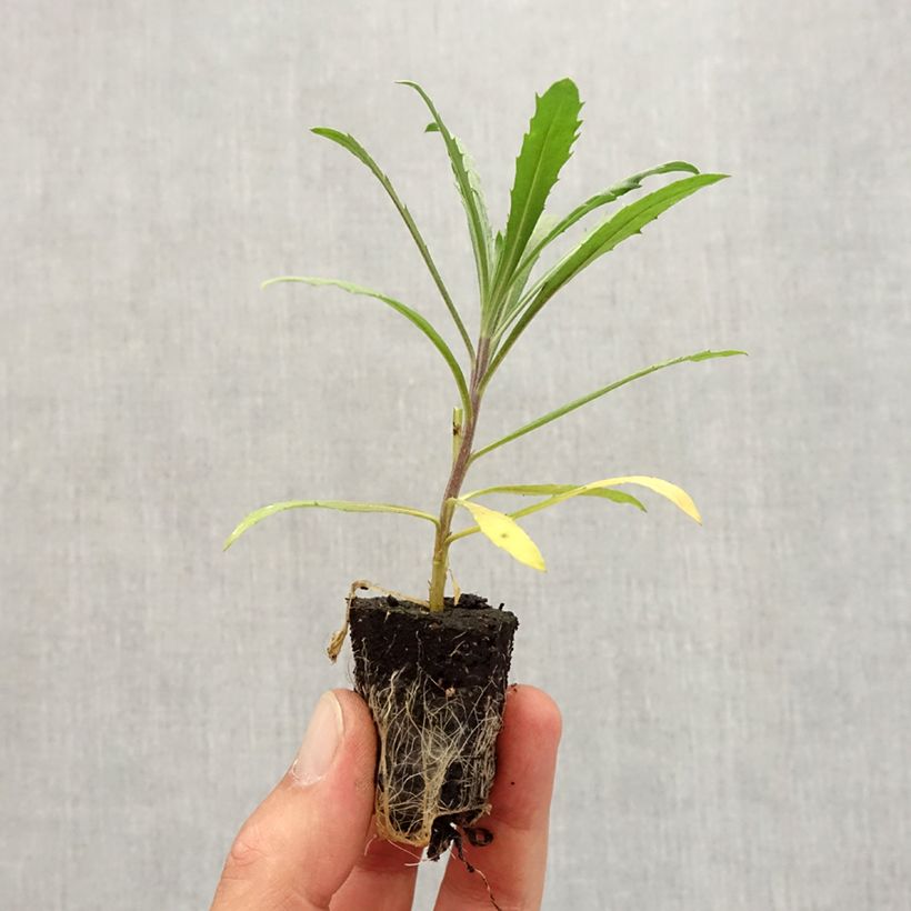 Exemplaar van Erysimum Winter Joy – Muurbloem Mini-mot Ø 3/4 cm zoals geleverd in de herfst