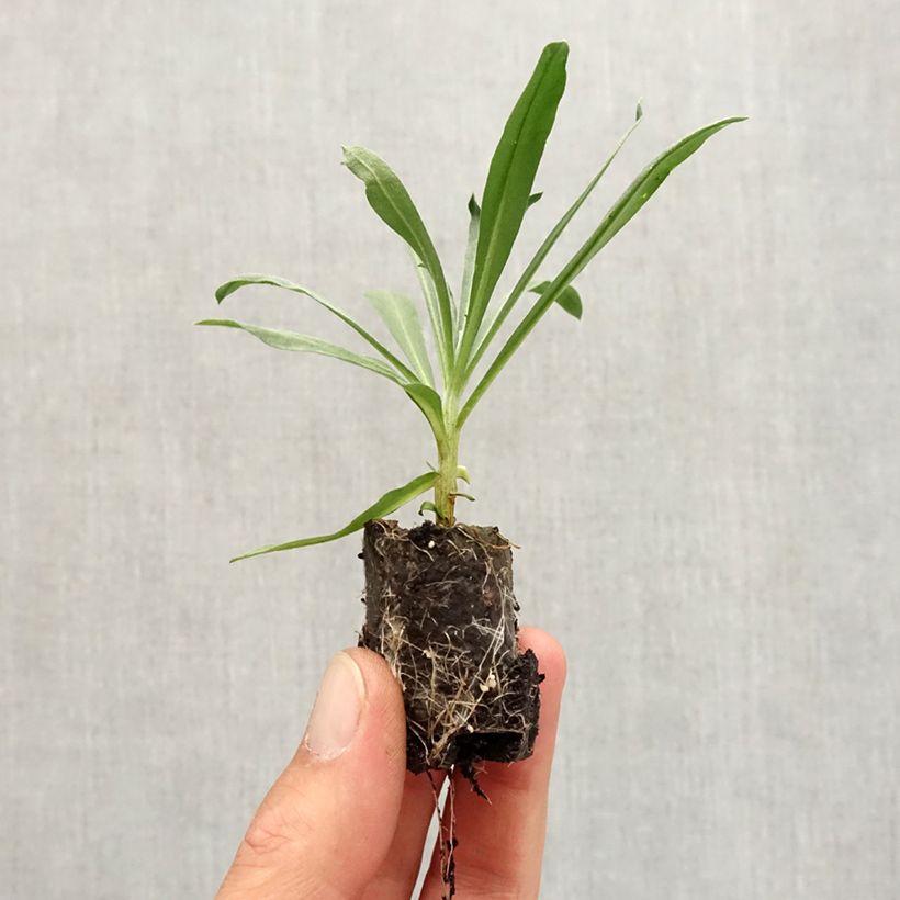 Exemplaar van Erysimum Winter Passion – Muurbloem Mini-mot Ø 3/4 cm zoals geleverd in de herfst