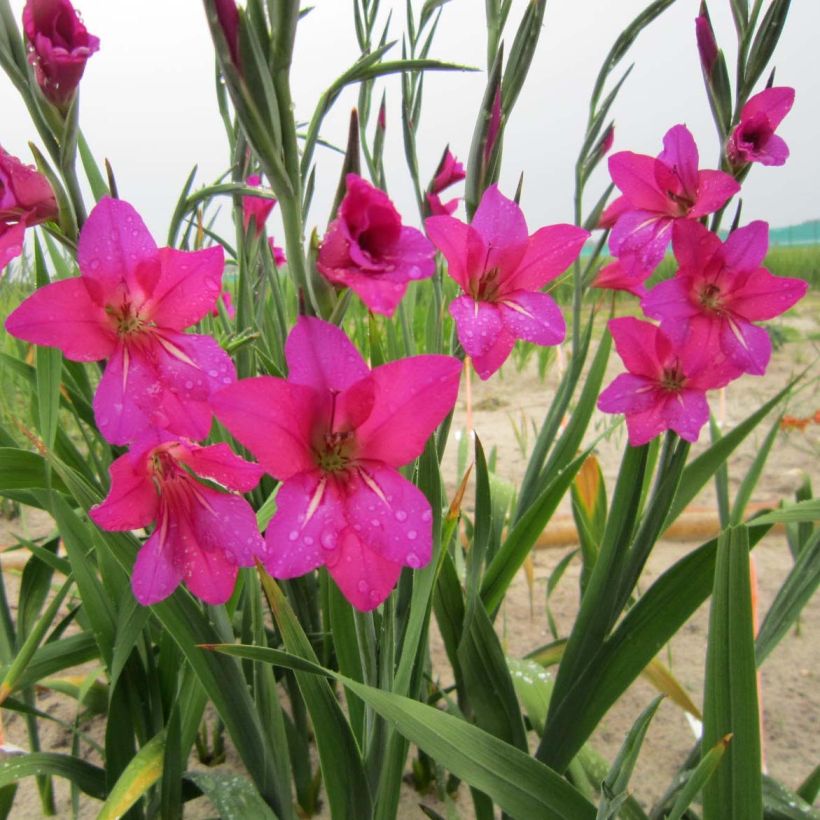 Gladiolus byzantinus Whistling Jack - Byzantijnse gladiool (Flowering)