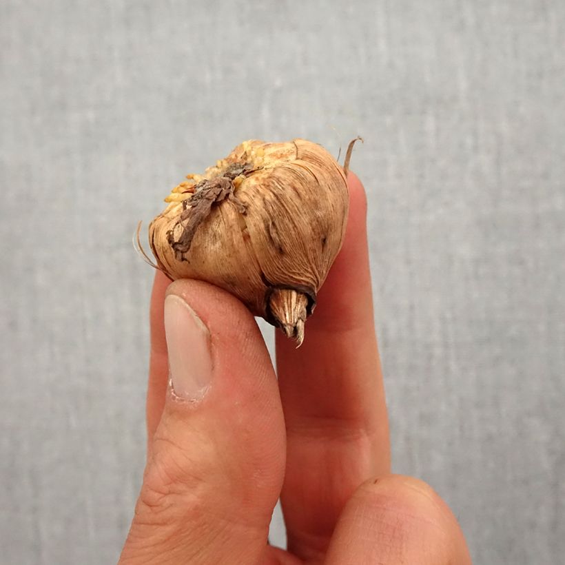 Exemplaar van Gladiolus colvillei Rood Drizzle - Colville-gladiool Bol kaliber 10+ zoals geleverd in de lente